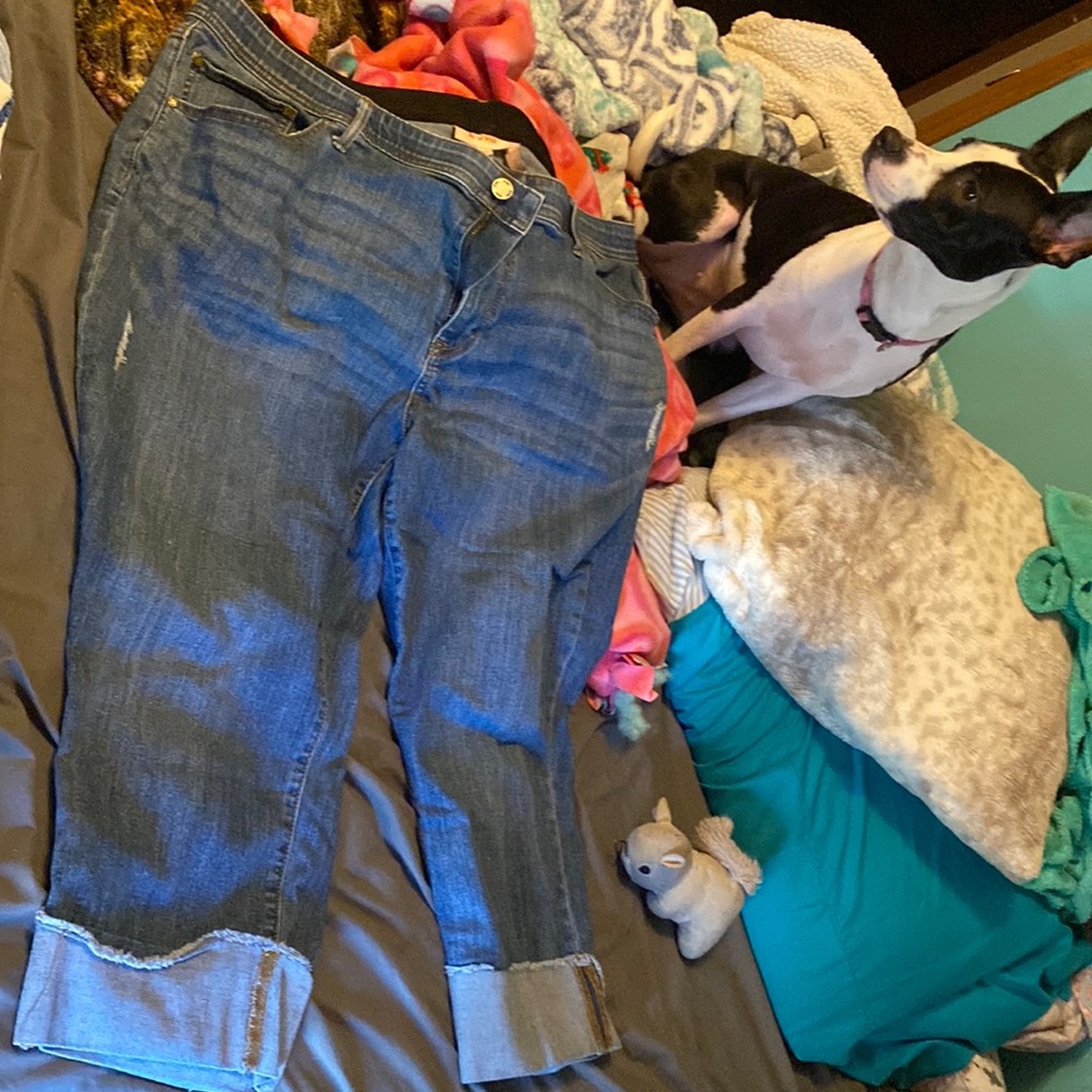Torrid Capris